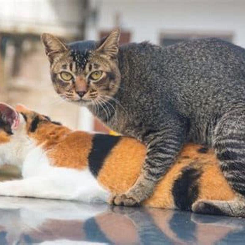 Do cats moan when mating?