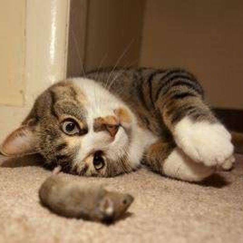 Do Cats Play With Mice Before They Kill Them DIY Seattle