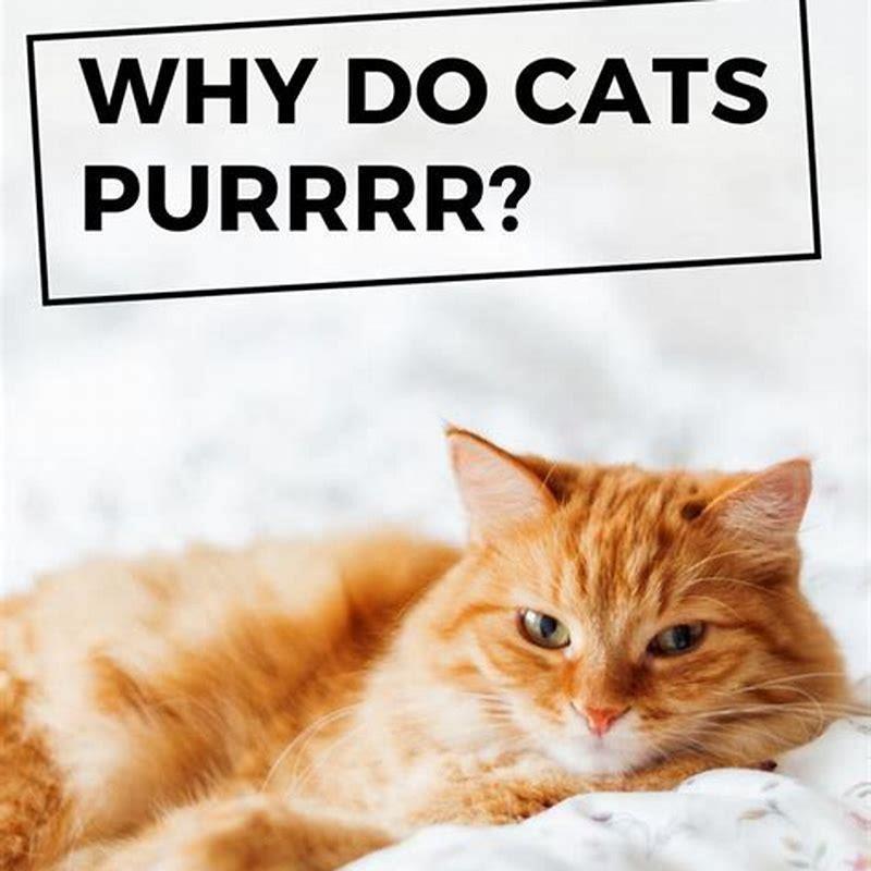 Do cats purring mean they are happy? - DIY Seattle