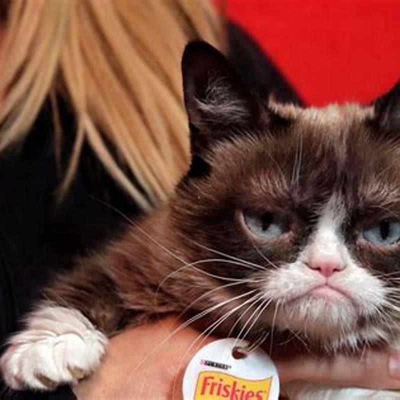 Do Cats Really Bring Gifts DIY Seattle Do Cats Really Bring Gifts DIY Seattle
