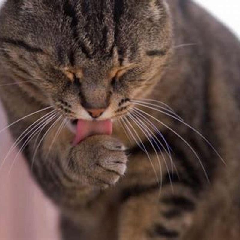 Do cats really get themselves clean?