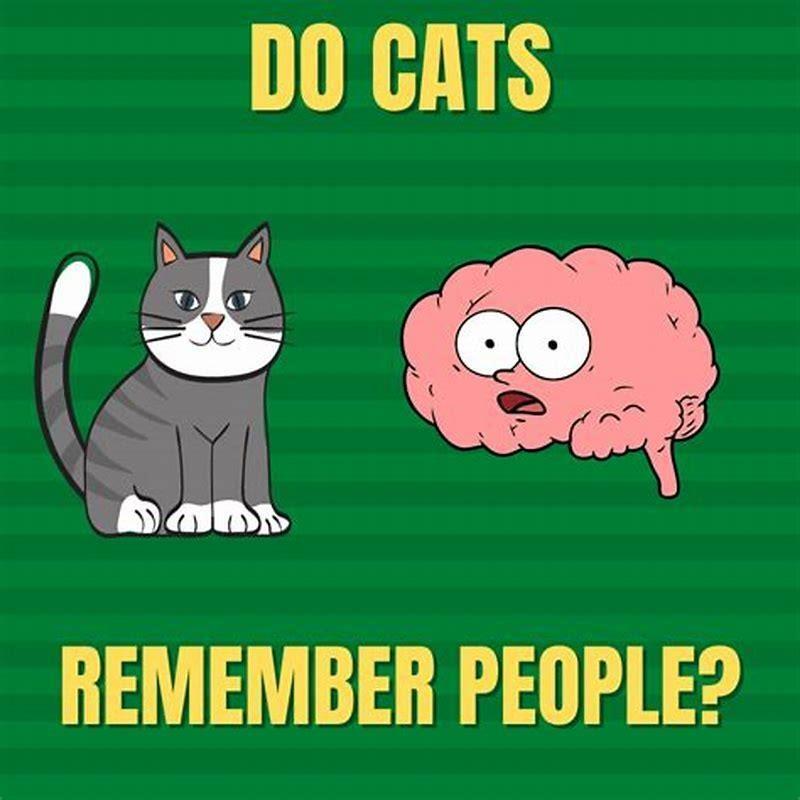 Do cats remember people long term?