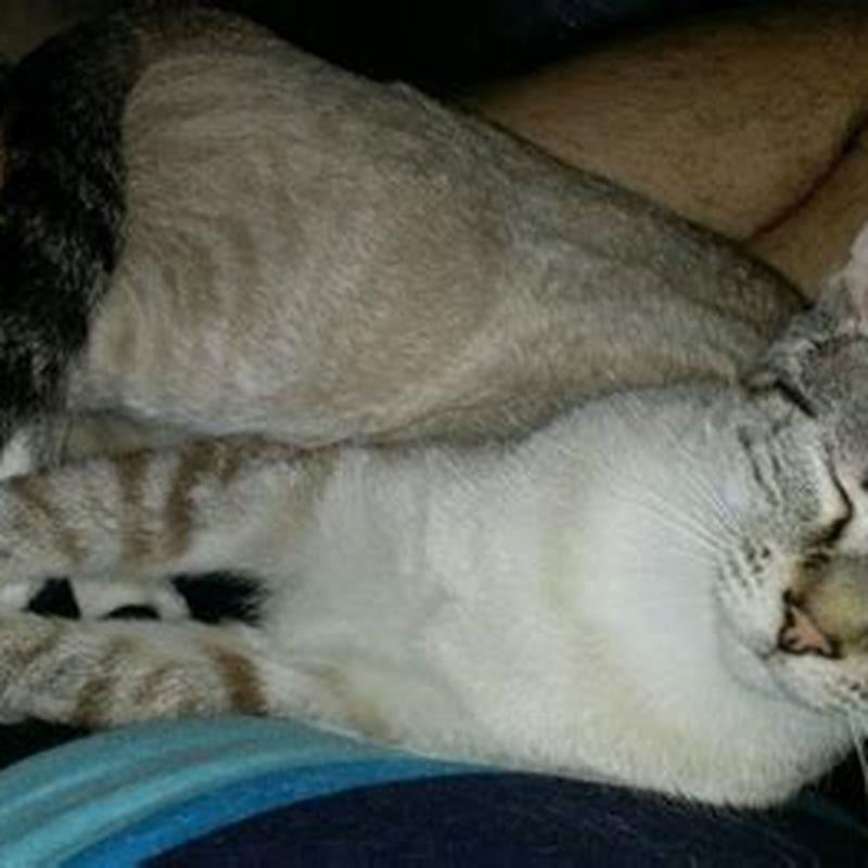 Do cats see us as other cats?