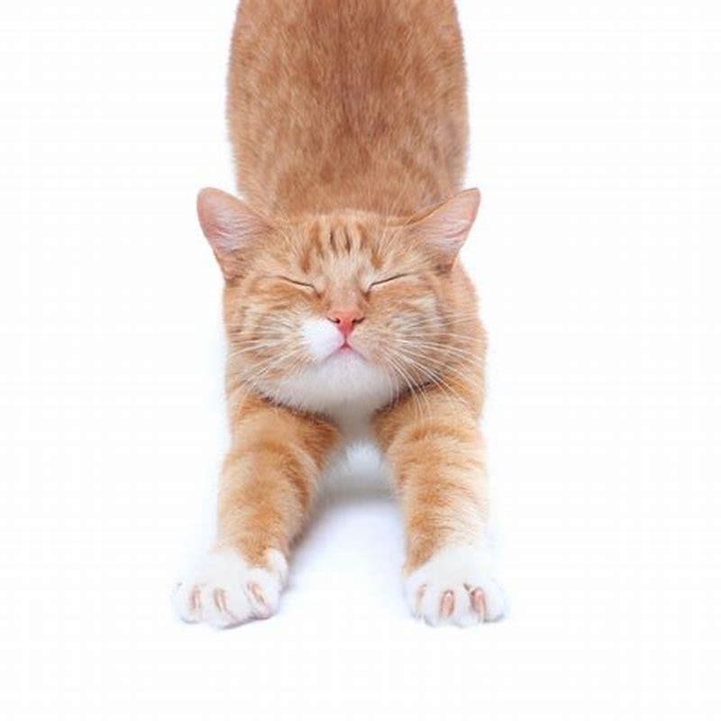 Do cats stretch when happy?