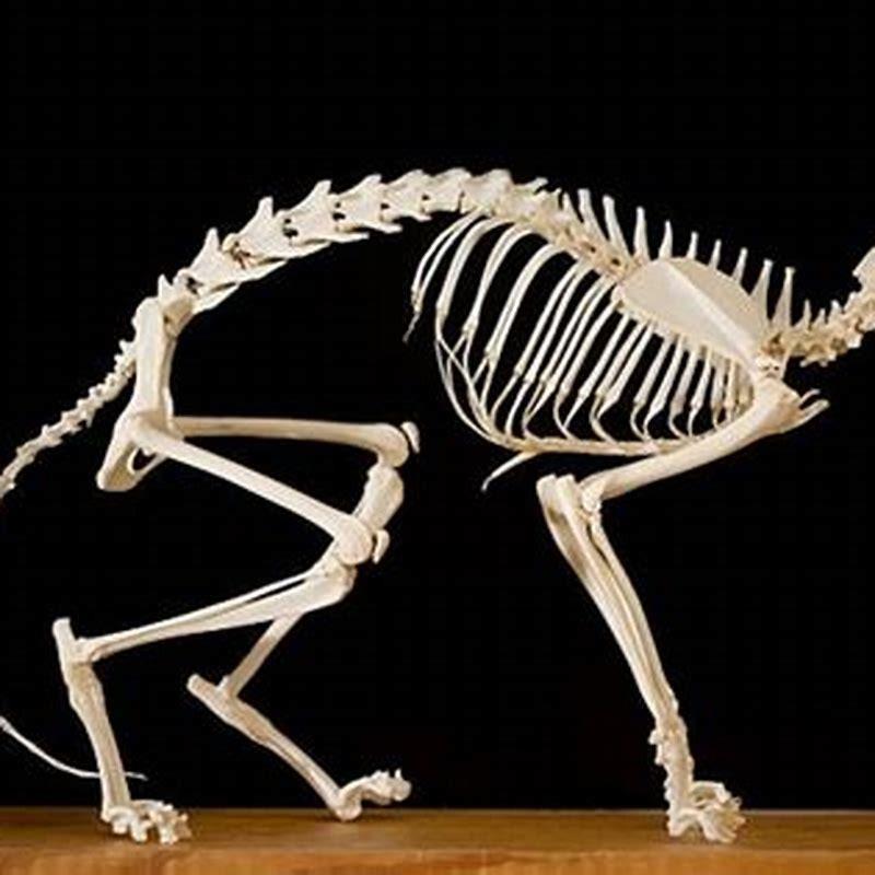 do-cats-tails-have-bones-in-them-diy-seattle