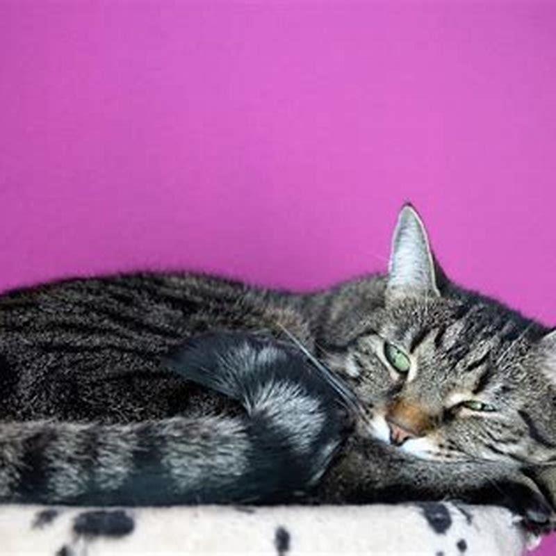 Do cats with hyperthyroidism suffer?