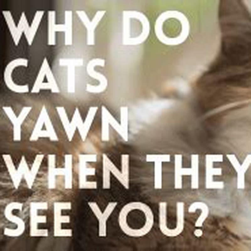 Do cats yawn when annoyed?