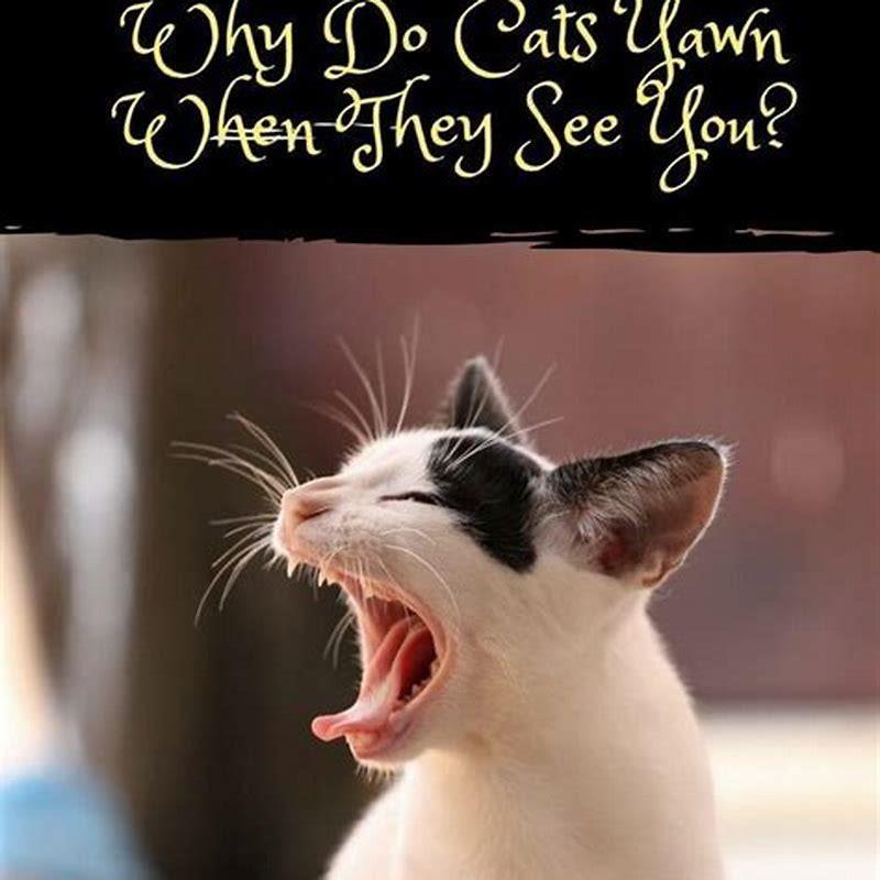 do-cats-yawn-when-they-are-happy-diy-seattle