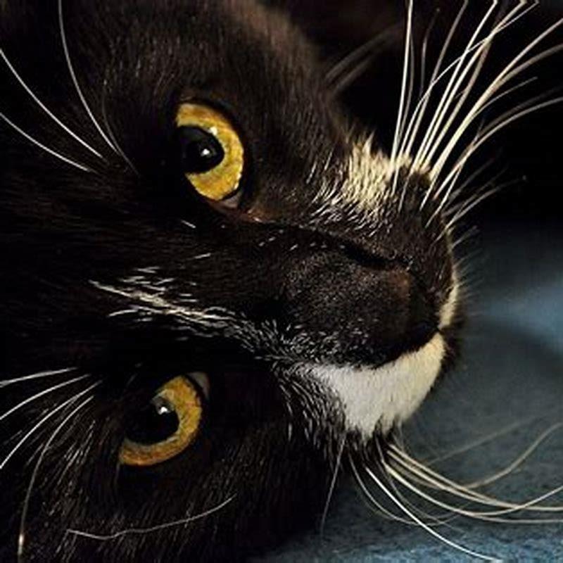 Do cut cat whiskers hurt?