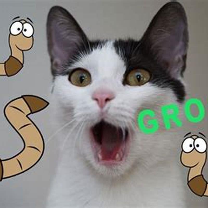 Do dogs know a cat is a cat?