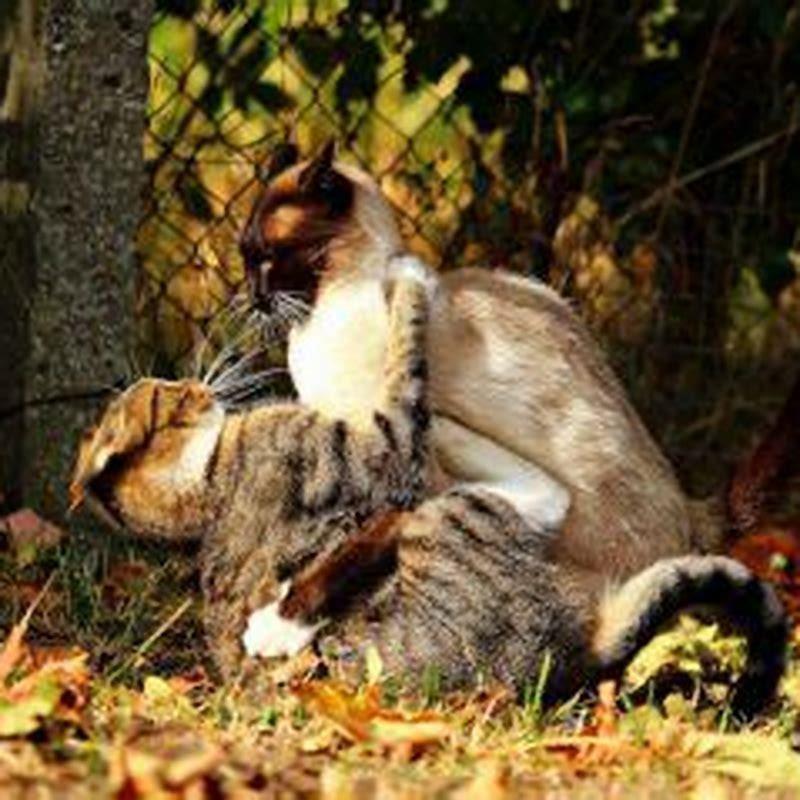 do-female-cats-act-different-when-in-heat-diy-seattle