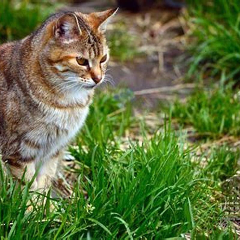 Do feral cats have a good life? - DIY Seattle