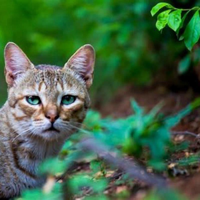 Do Fisher Cats Eat House Cats DIY Seattle