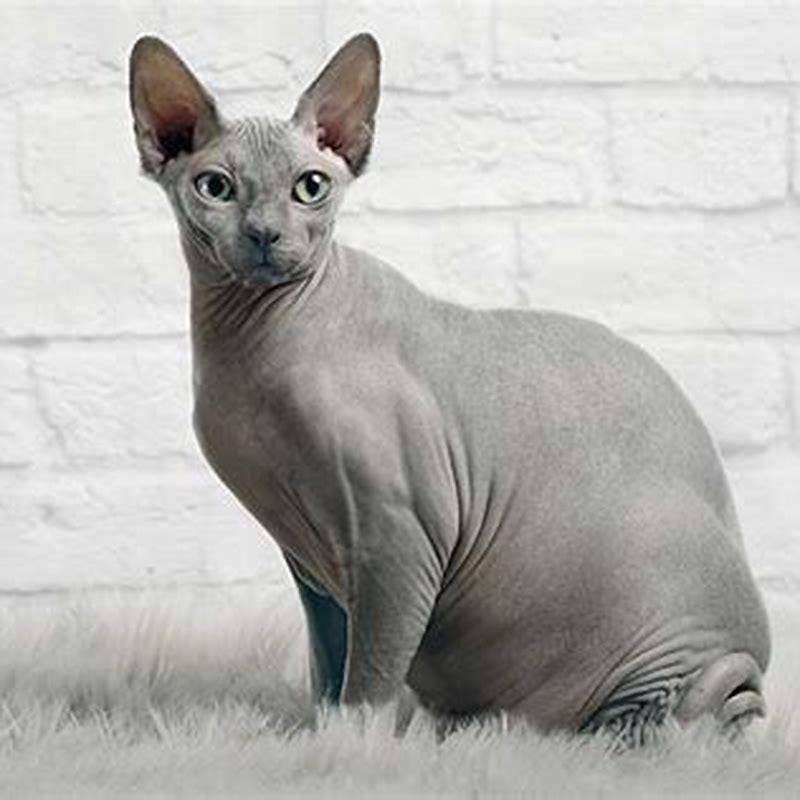 Do hairless cats like being petted? - DIY Seattle