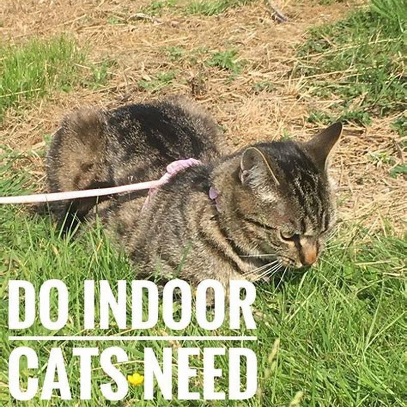 do-indoor-cats-need-vaccinations-every-year-diy-seattle