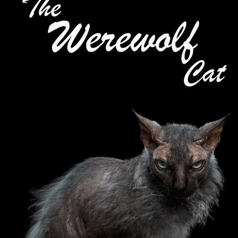 Do Lykoi cats make good pets?