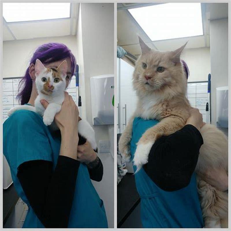 Do Maine Coons attack other cats?