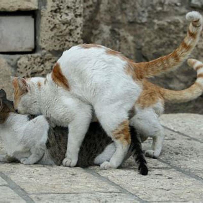 Do male cats fight with male cats?