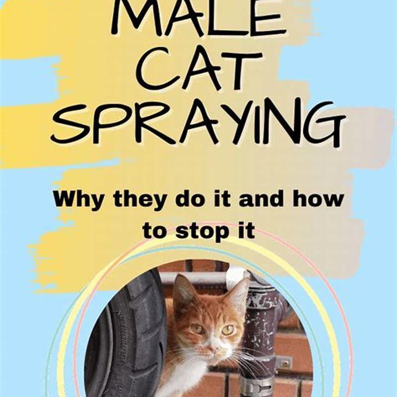 do-male-cats-spray-other-cats-diy-seattle