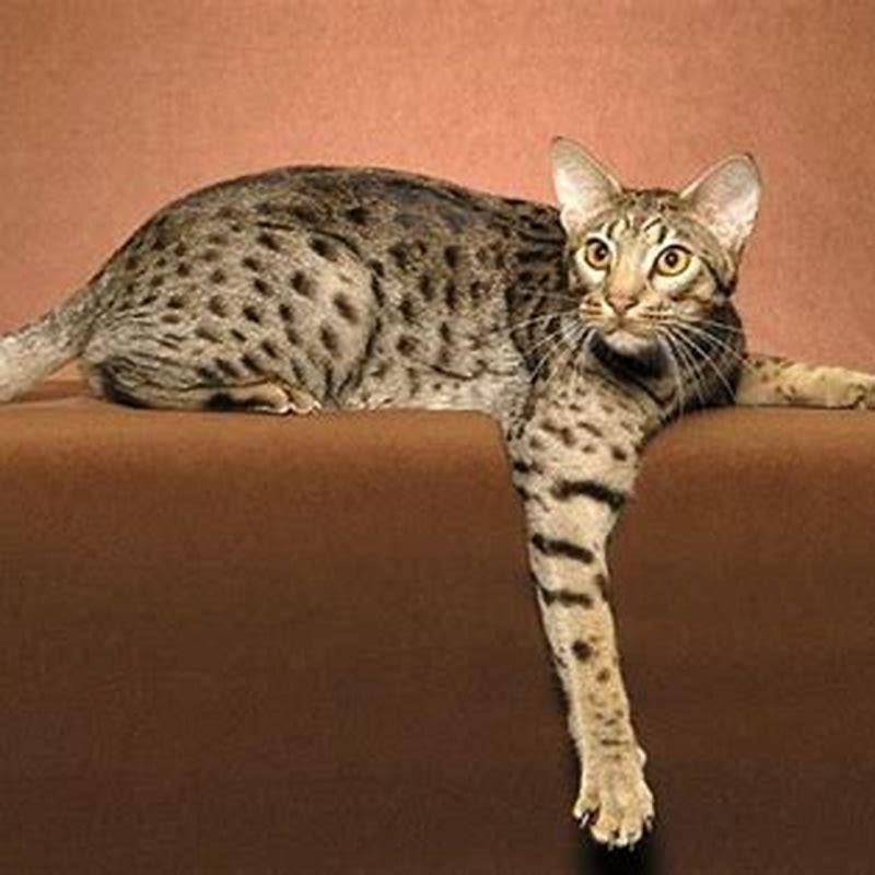 Do Ocicats make good pets?