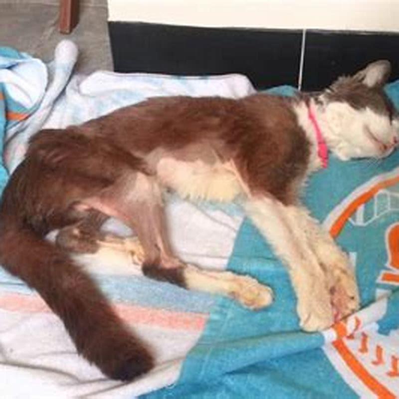 Do old cats know when they are dying?