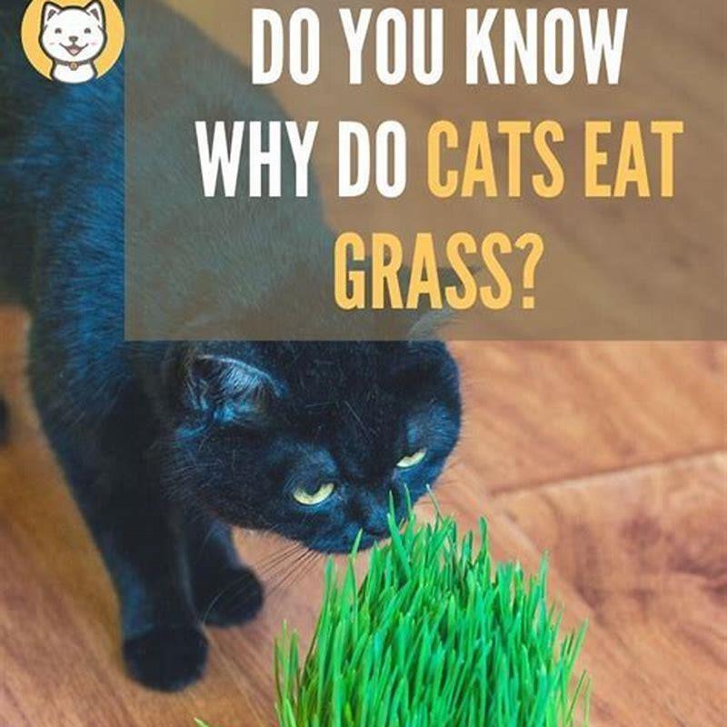 Why Does My Cat Vomit After Eating Grass at Ellen Madsen blog