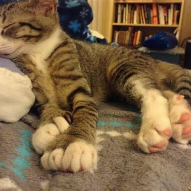 Do polydactyl cats live longer?