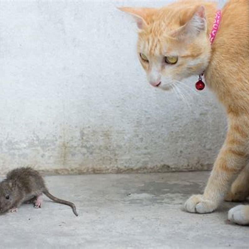 Do Rats Kill Cats DIY Seattle