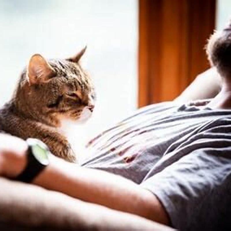 Do Russian Blues like to be held?