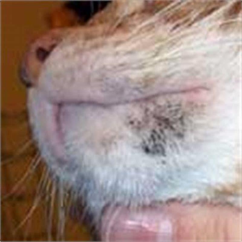 Do Scabs On Cats Go Away DIY Seattle