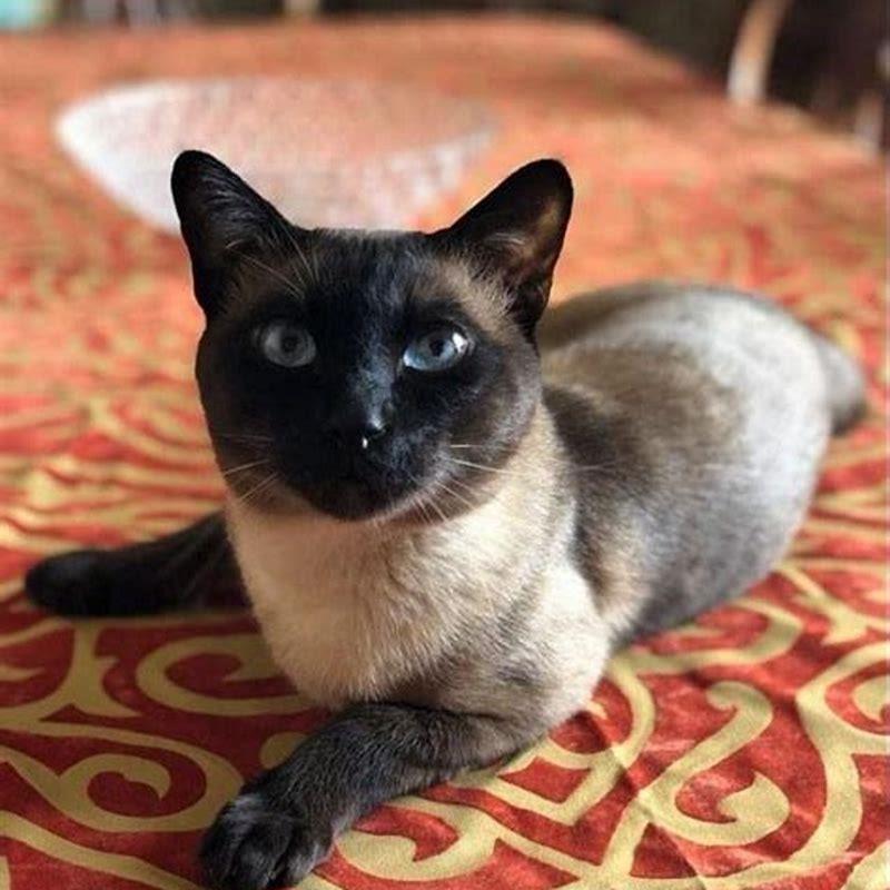Do Siamese cats breed with other cats?