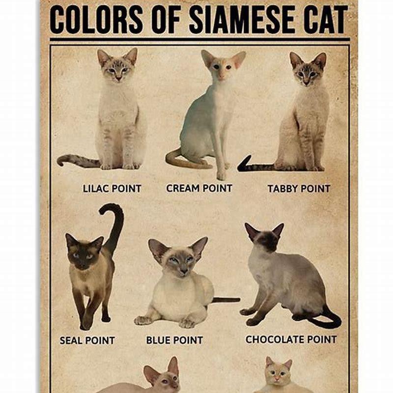 Do Siamese cats coats change color? - DIY Seattle