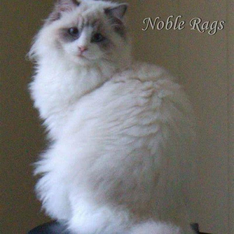 Do Snowshoe cats like to be held?
