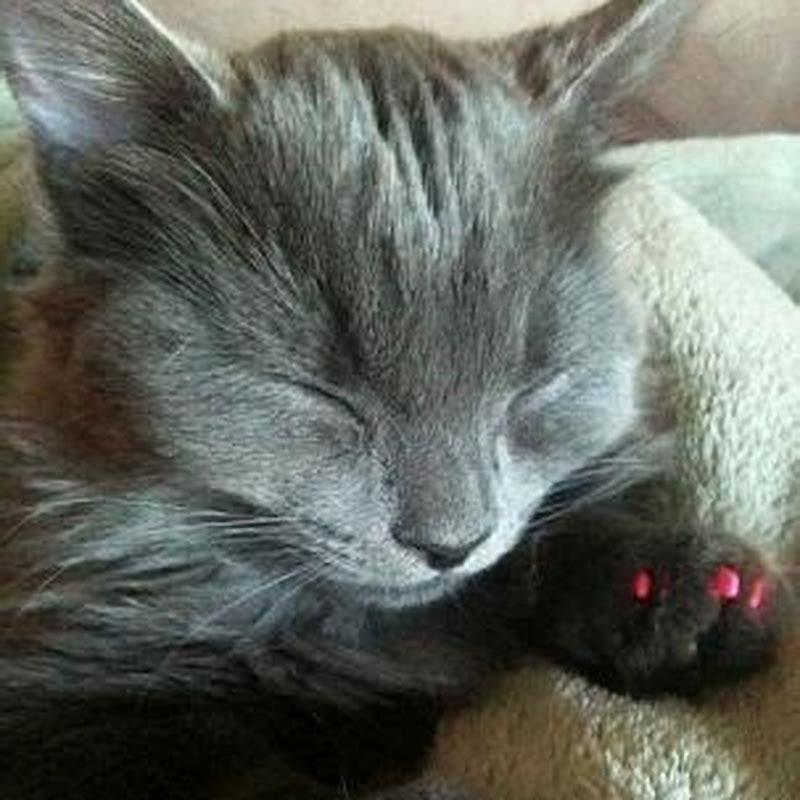 Do Soft Paws hurt cats? DIY Seattle