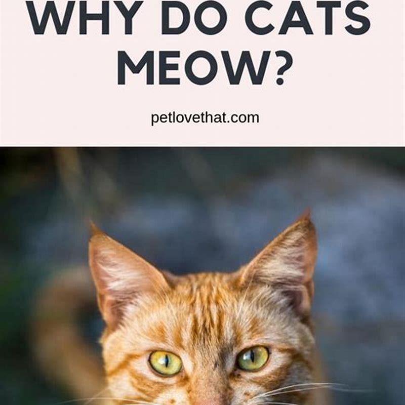 why-does-my-cat-meow-while-running-around-kitty-cat-tips