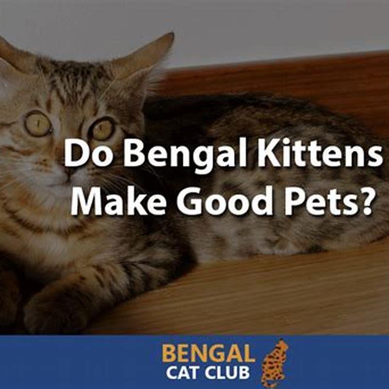 Do Tabby Cats Make Good House Cats DIY Seattle