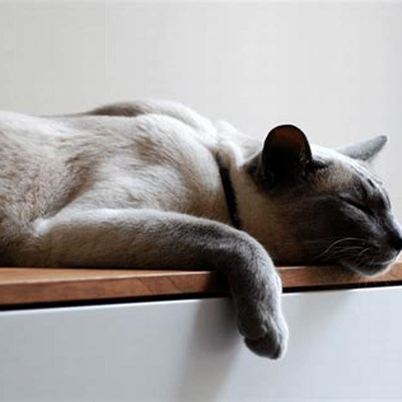 Do Tonkinese cats like to be held?