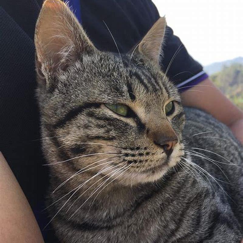 Do Toyger Cats Like To Cuddle DIY Seattle