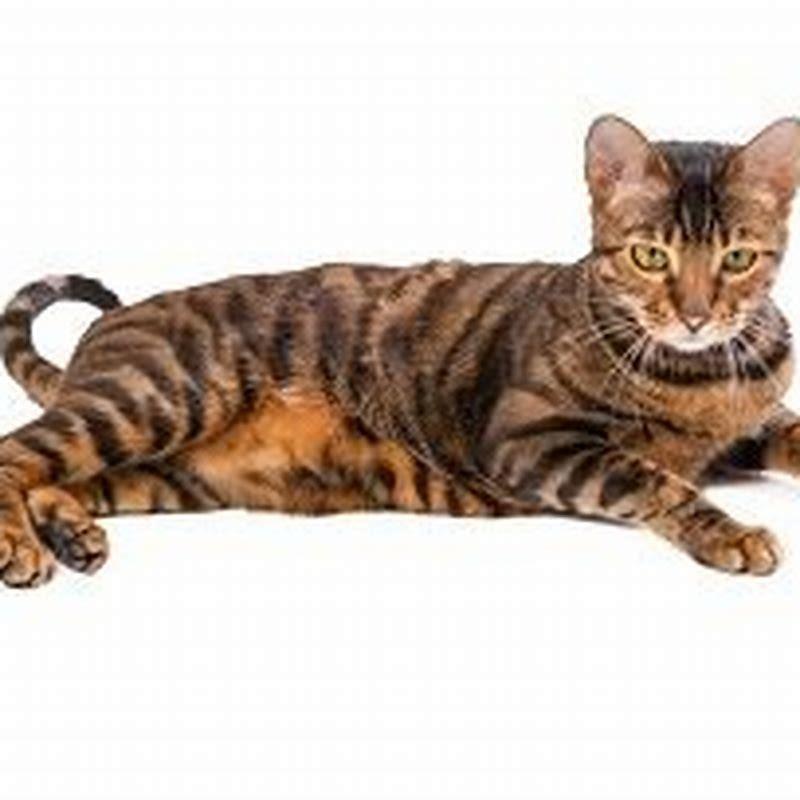 Do Toygers make good pets?