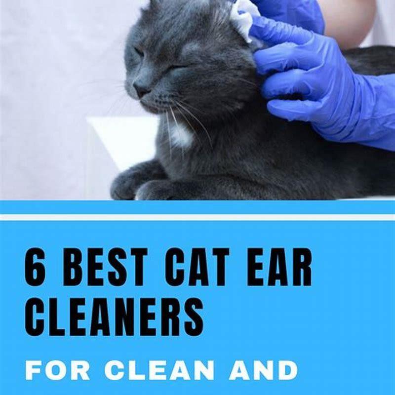 Do Vacuums Hurt Cats Ears DIY Seattle