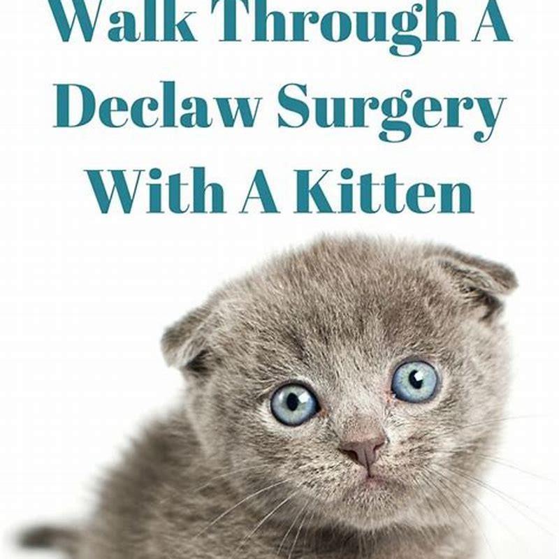 Do vets still declaw cats? - DIY Seattle