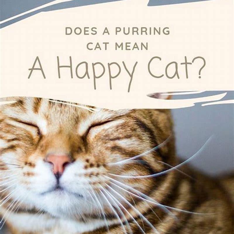 Does a purring cat mean its happy DIY Seattle