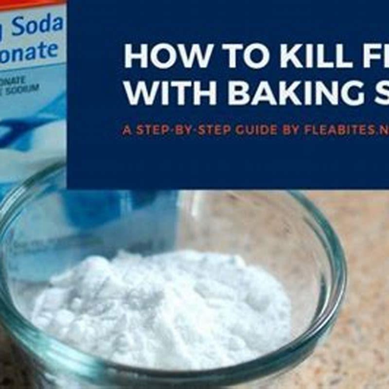 Does baking soda kill fleas on cats? DIY Seattle