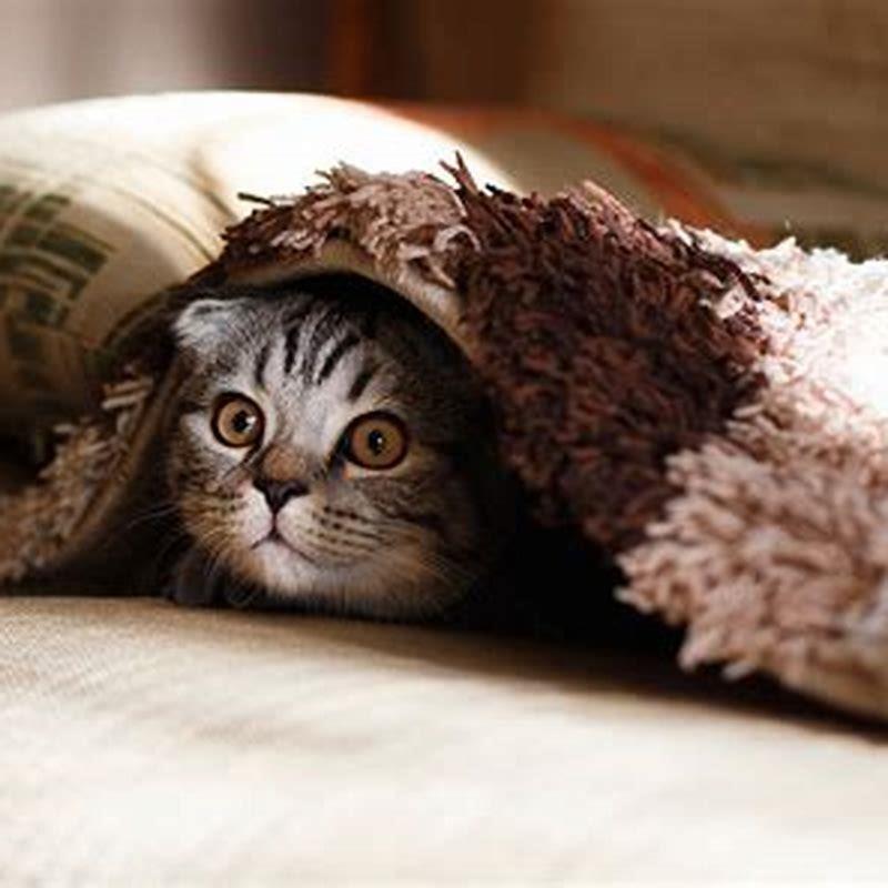 Does being pregnant affect your cat?