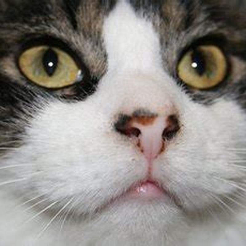 Does buprenorphine make cats high?