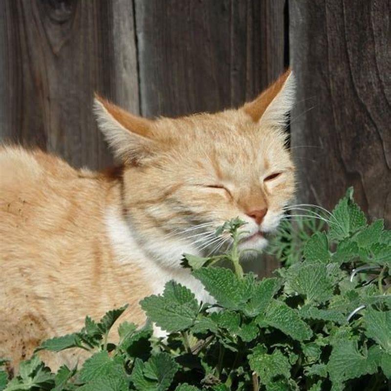 Does cat grass calm cats?