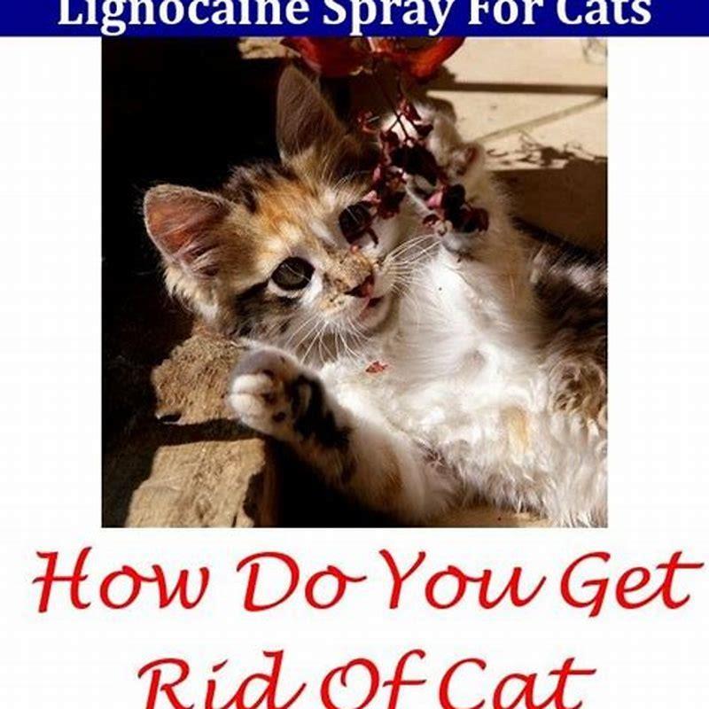 does-female-cats-pee-spray-diy-seattle