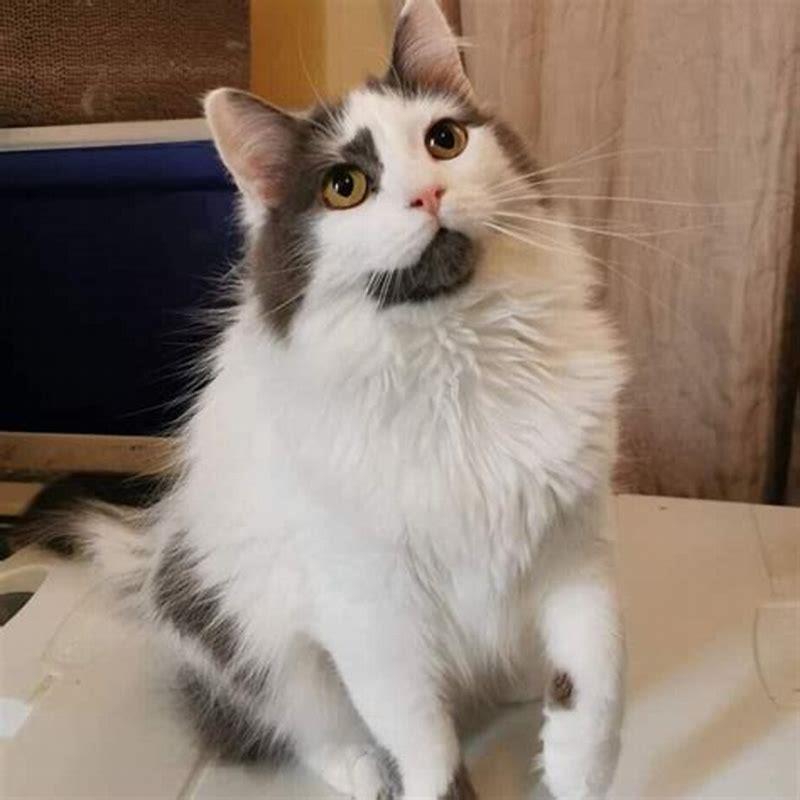 Does FIV shorten a cats life?