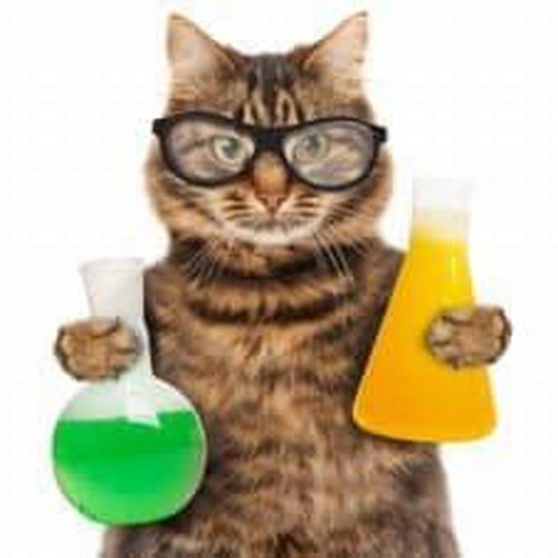 Does lysine really help cats?