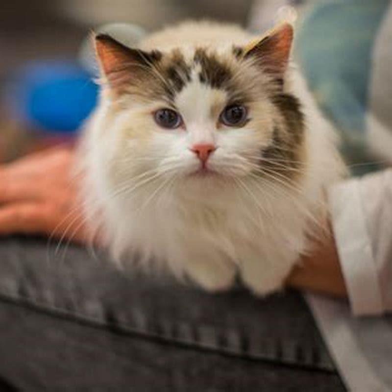 Does metronidazole make cats tired?